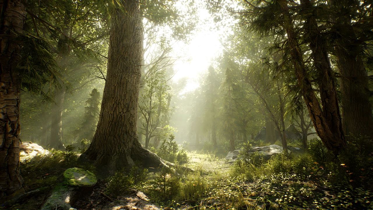 God rays through an old woodland